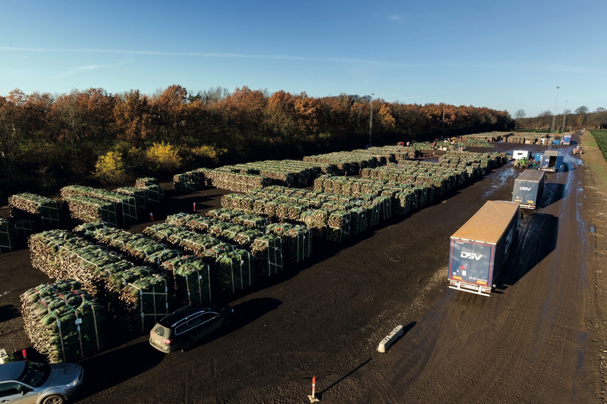 Sapins de Noël : la prouesse logistique de DSV